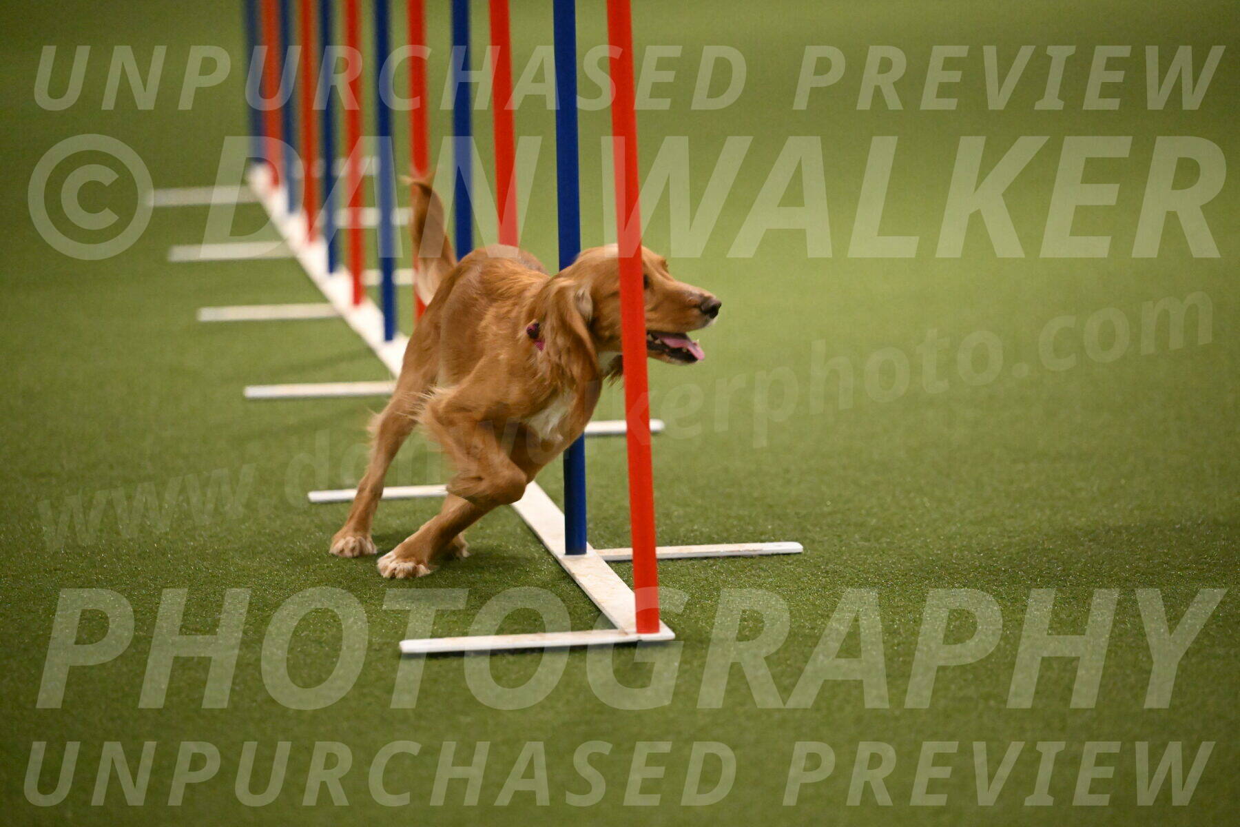 Sparrow-Christina-Coudret-02005