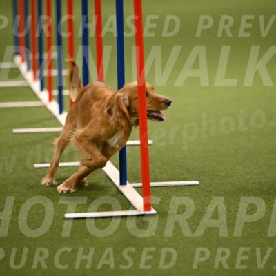 Sparrow-Christina-Coudret-02005