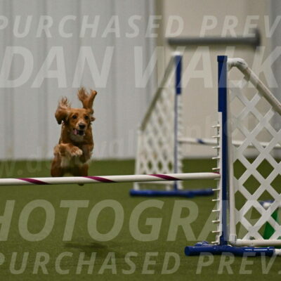 Sparrow-Christina-Coudret-02006