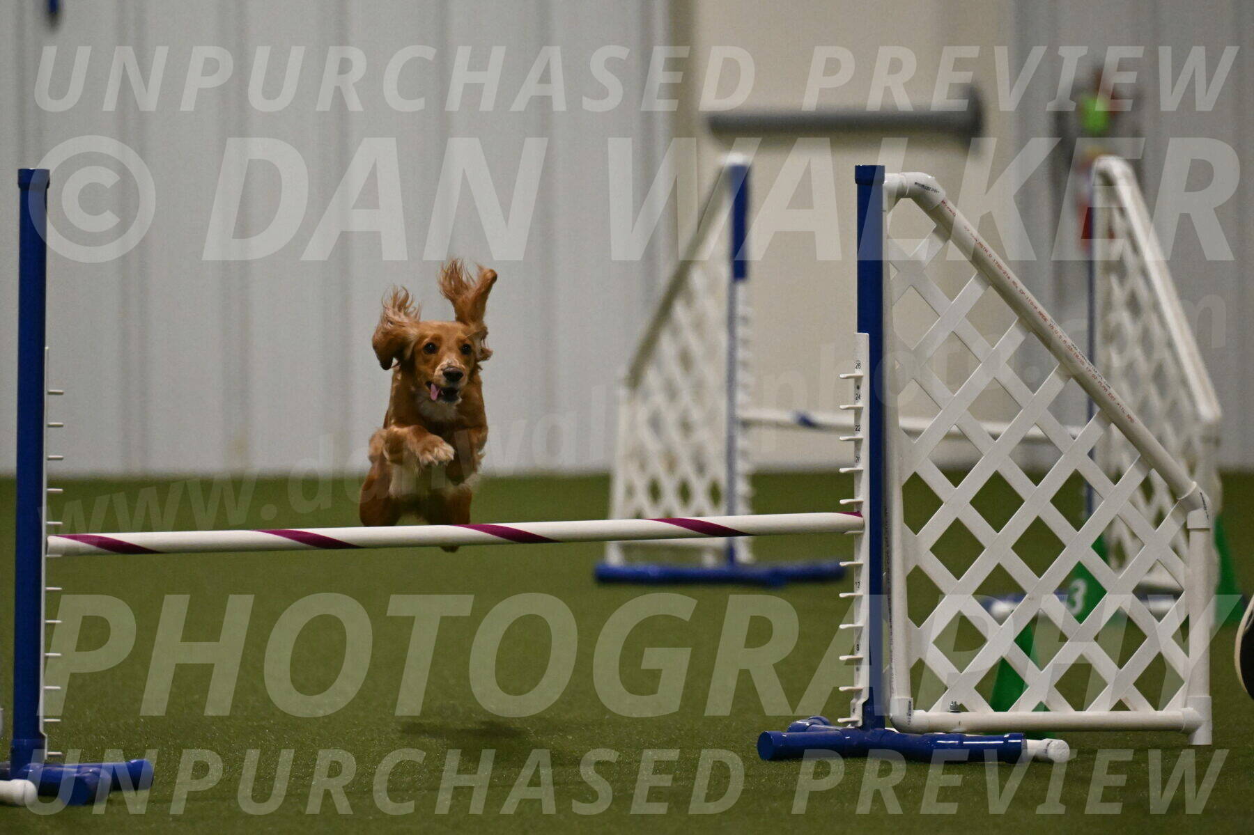 Sparrow-Christina-Coudret-02006