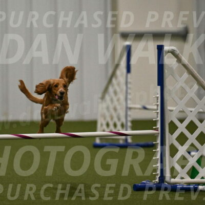 Sparrow-Christina-Coudret-02007