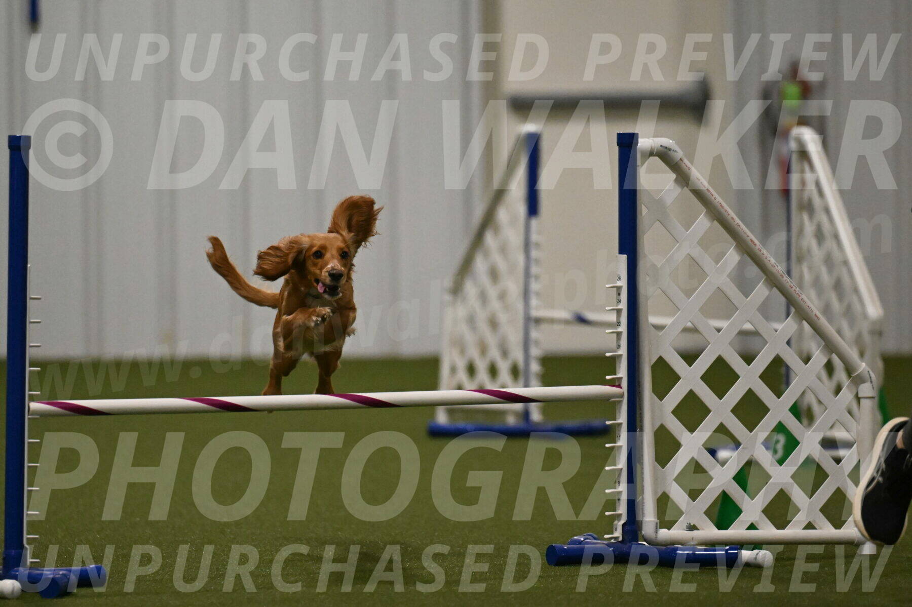 Sparrow-Christina-Coudret-02007