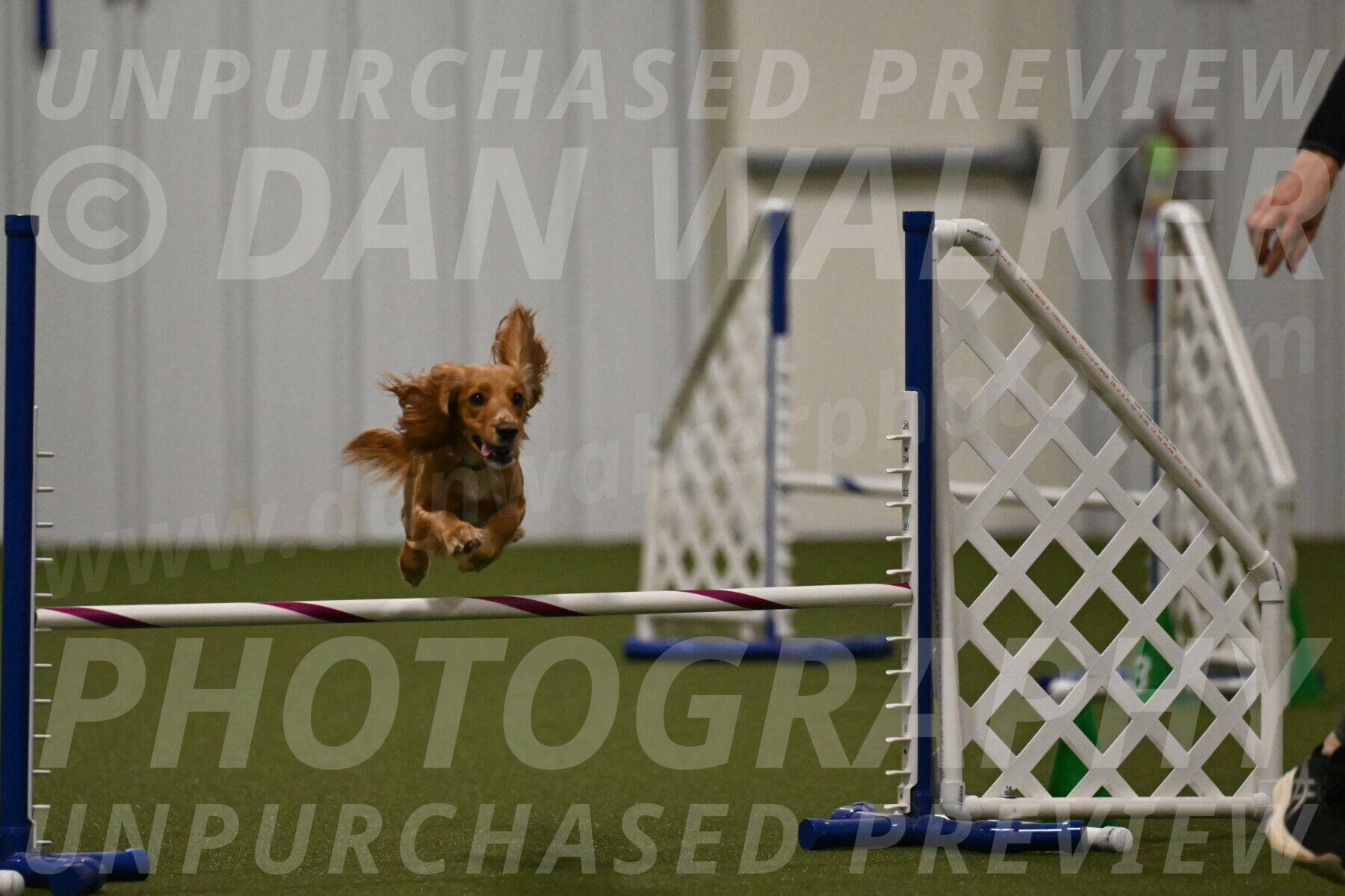 Sparrow-Christina-Coudret-02008