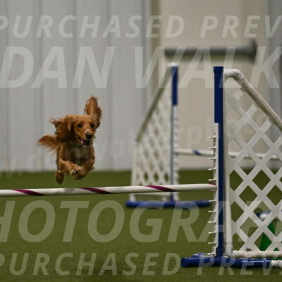 Sparrow-Christina-Coudret-02008