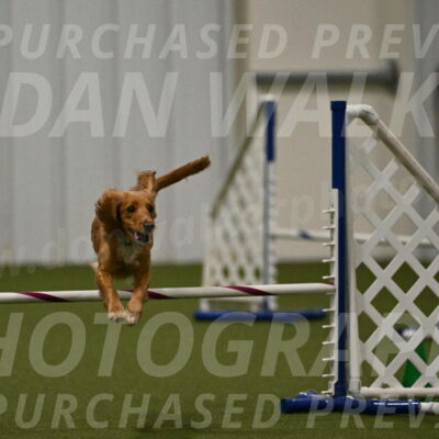 Sparrow-Christina-Coudret-02009