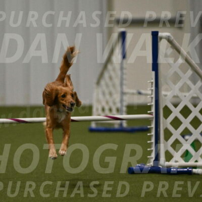 Sparrow-Christina-Coudret-02010