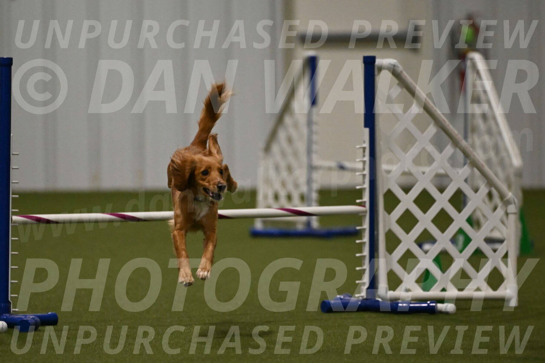 Sparrow-Christina-Coudret-02010