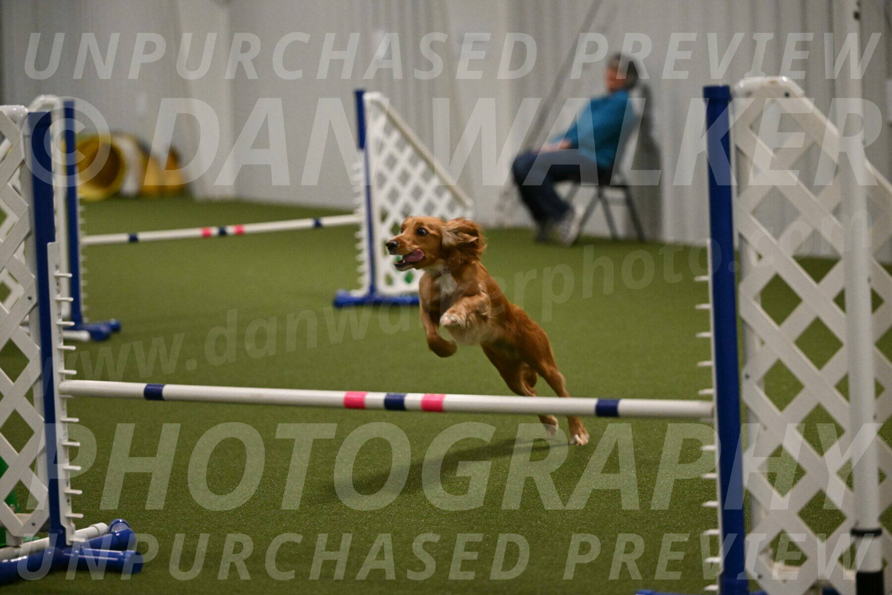 Sparrow-Christina-Coudret-02011