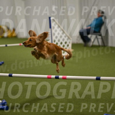 Sparrow-Christina-Coudret-02013