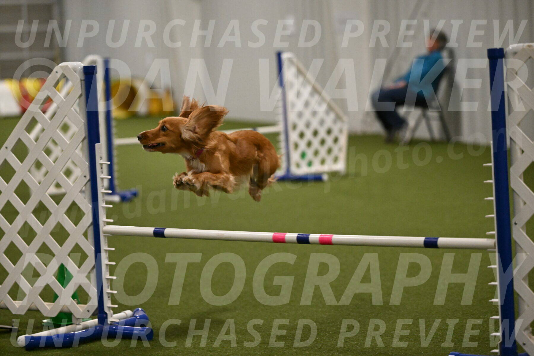 Sparrow-Christina-Coudret-02014