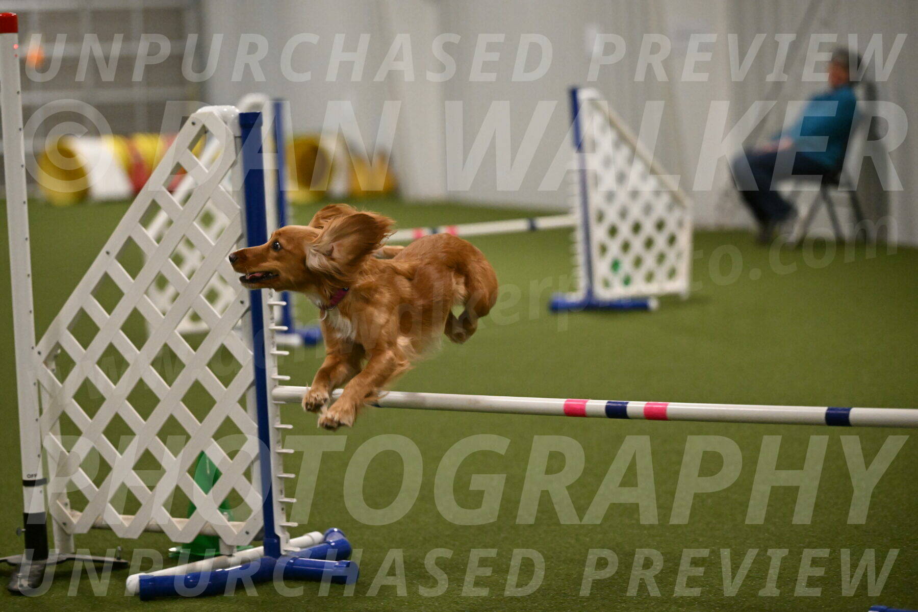 Sparrow-Christina-Coudret-02015