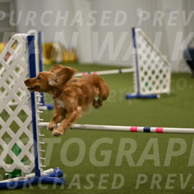 Sparrow-Christina-Coudret-02015