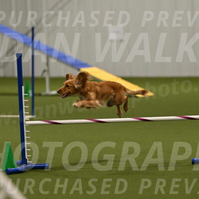 Sparrow-Christina-Coudret-02016