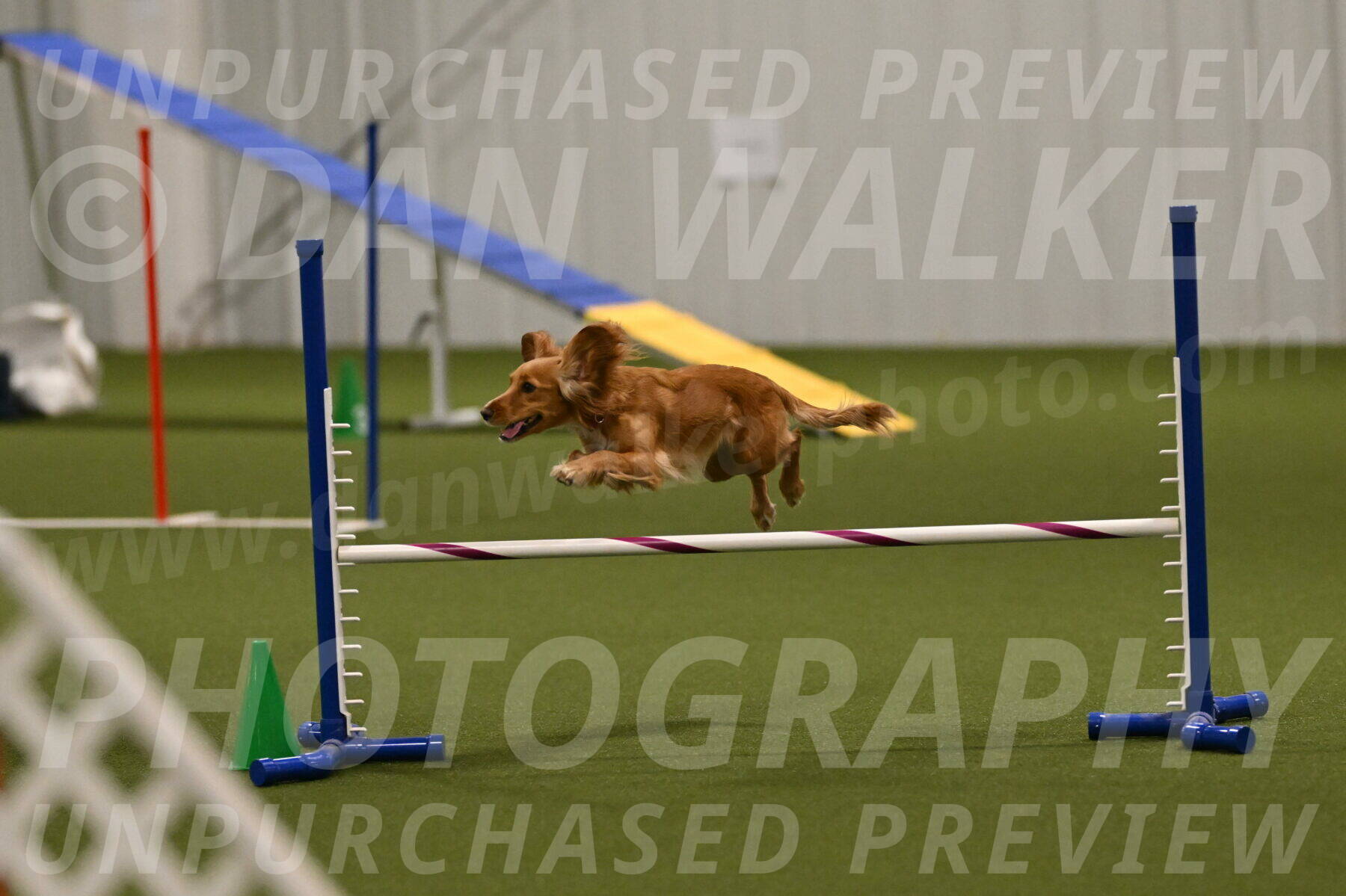 Sparrow-Christina-Coudret-02016