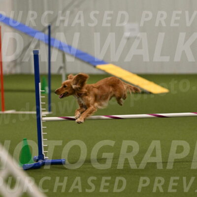 Sparrow-Christina-Coudret-02017