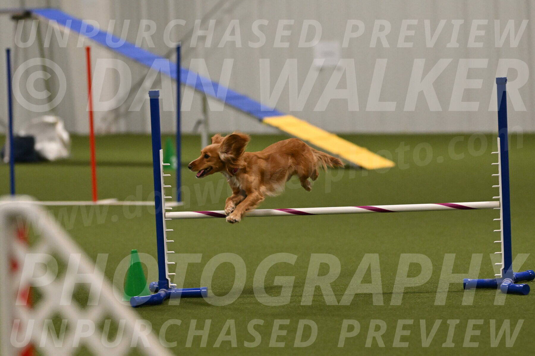 Sparrow-Christina-Coudret-02017