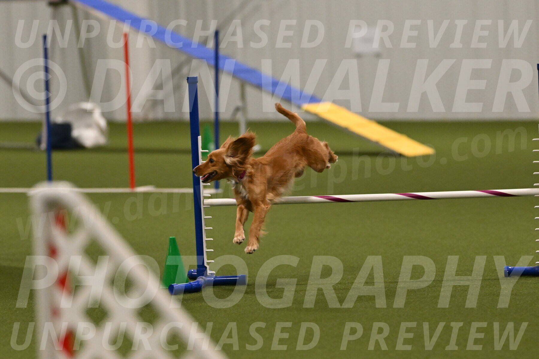 Sparrow-Christina-Coudret-02018