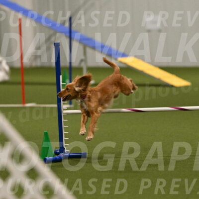 Sparrow-Christina-Coudret-02018