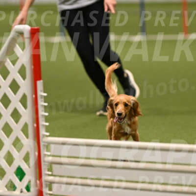 Sparrow-Christina-Coudret-02019