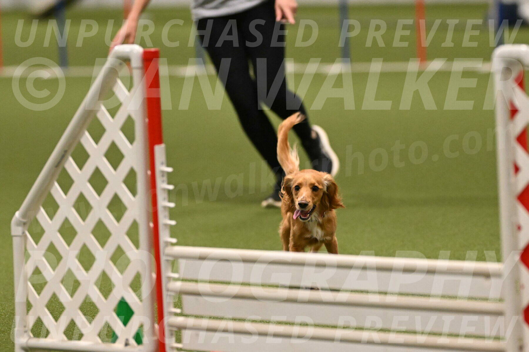 Sparrow-Christina-Coudret-02019