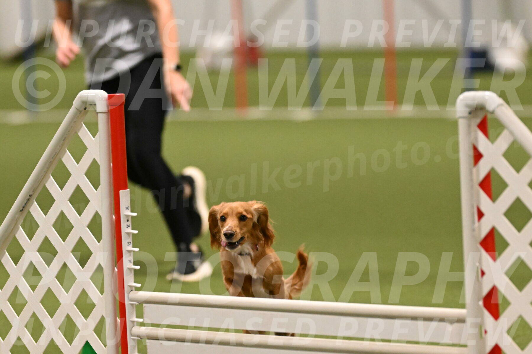 Sparrow-Christina-Coudret-02020