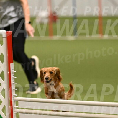 Sparrow-Christina-Coudret-02020