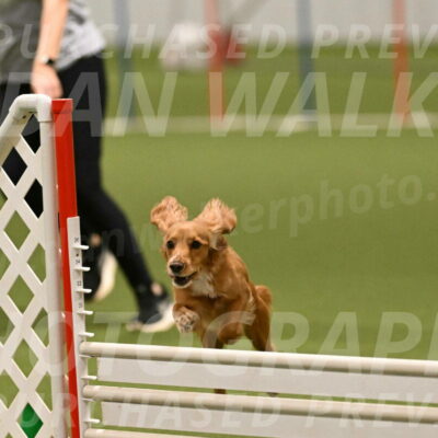 Sparrow-Christina-Coudret-02021