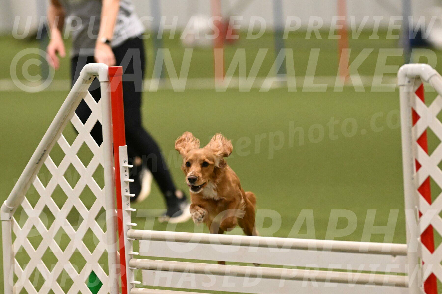 Sparrow-Christina-Coudret-02021