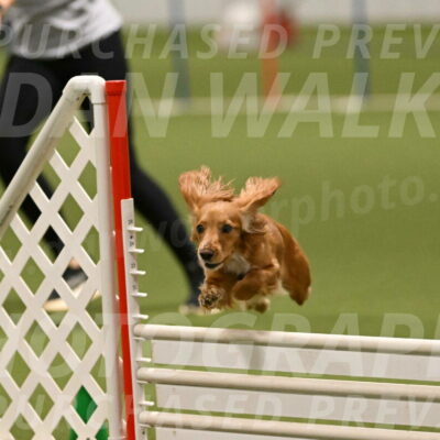 Sparrow-Christina-Coudret-02022