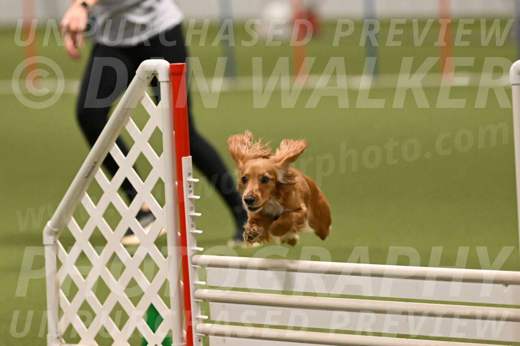 Sparrow-Christina-Coudret-02022