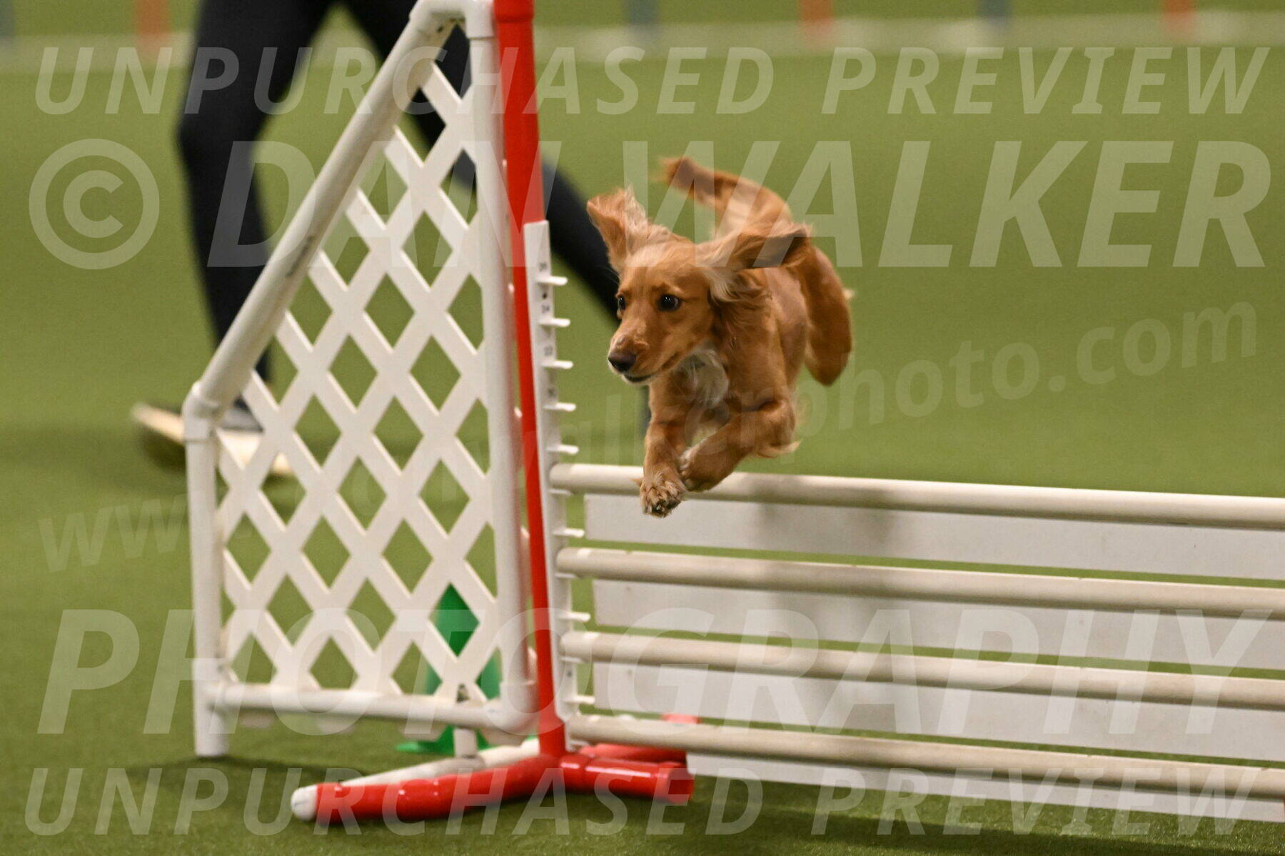 Sparrow-Christina-Coudret-02023