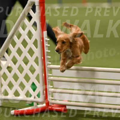 Sparrow-Christina-Coudret-02023