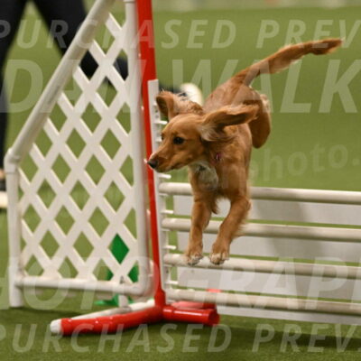 Sparrow-Christina-Coudret-02024