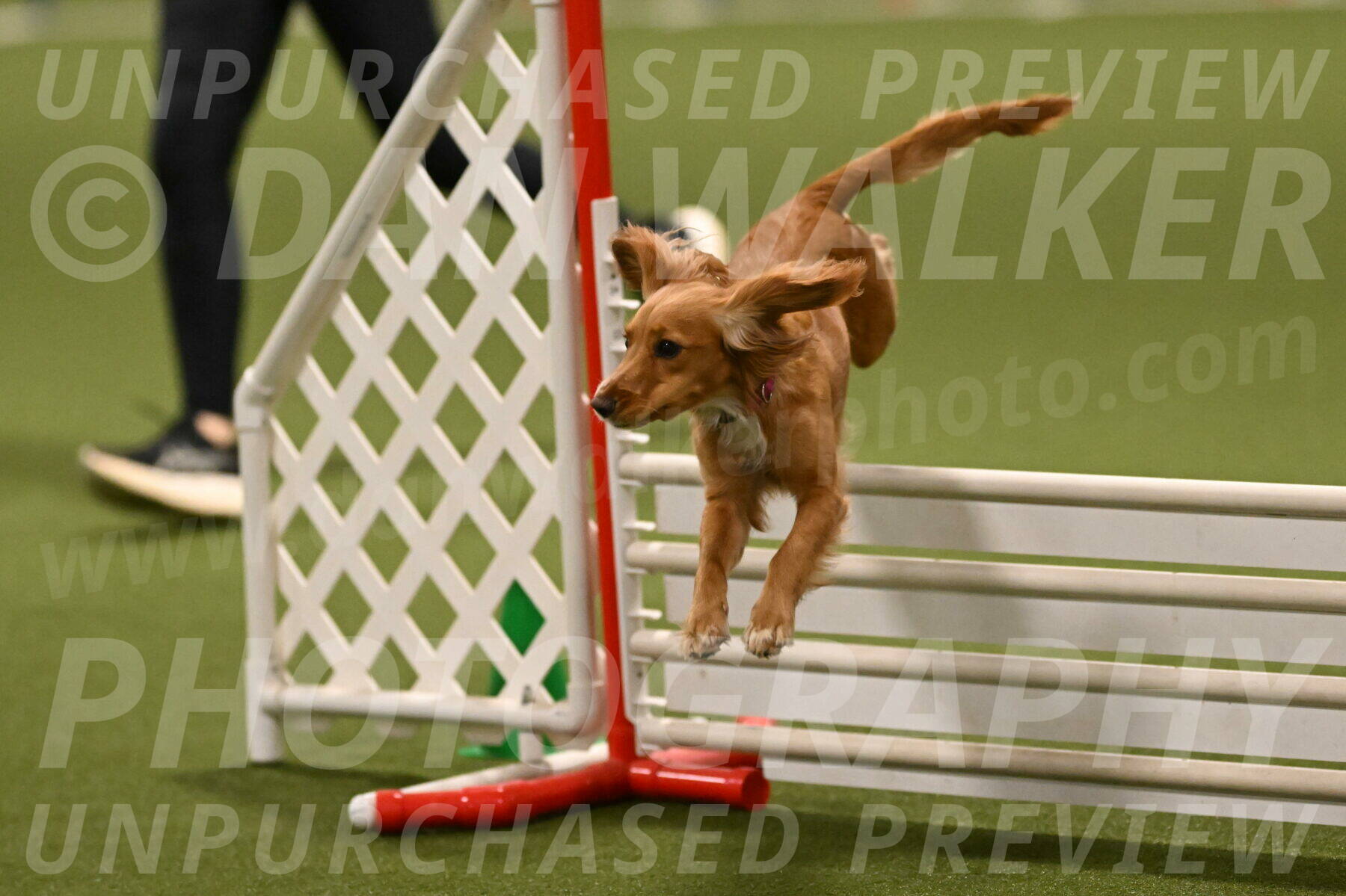 Sparrow-Christina-Coudret-02024