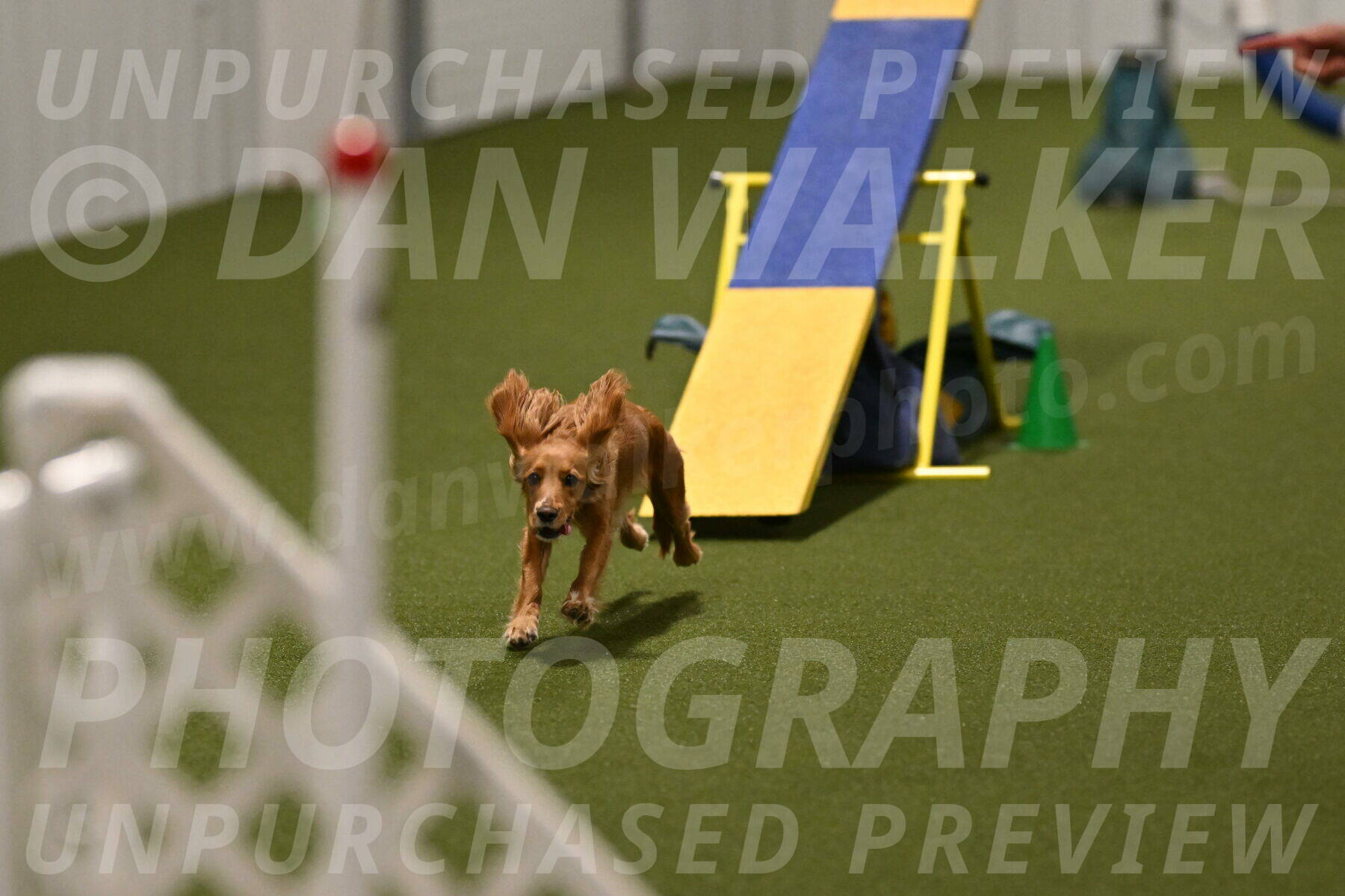 Sparrow-Christina-Coudret-02025