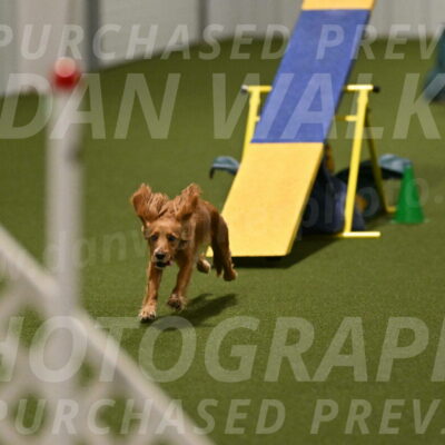 Sparrow-Christina-Coudret-02025