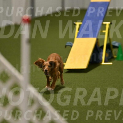 Sparrow-Christina-Coudret-02026