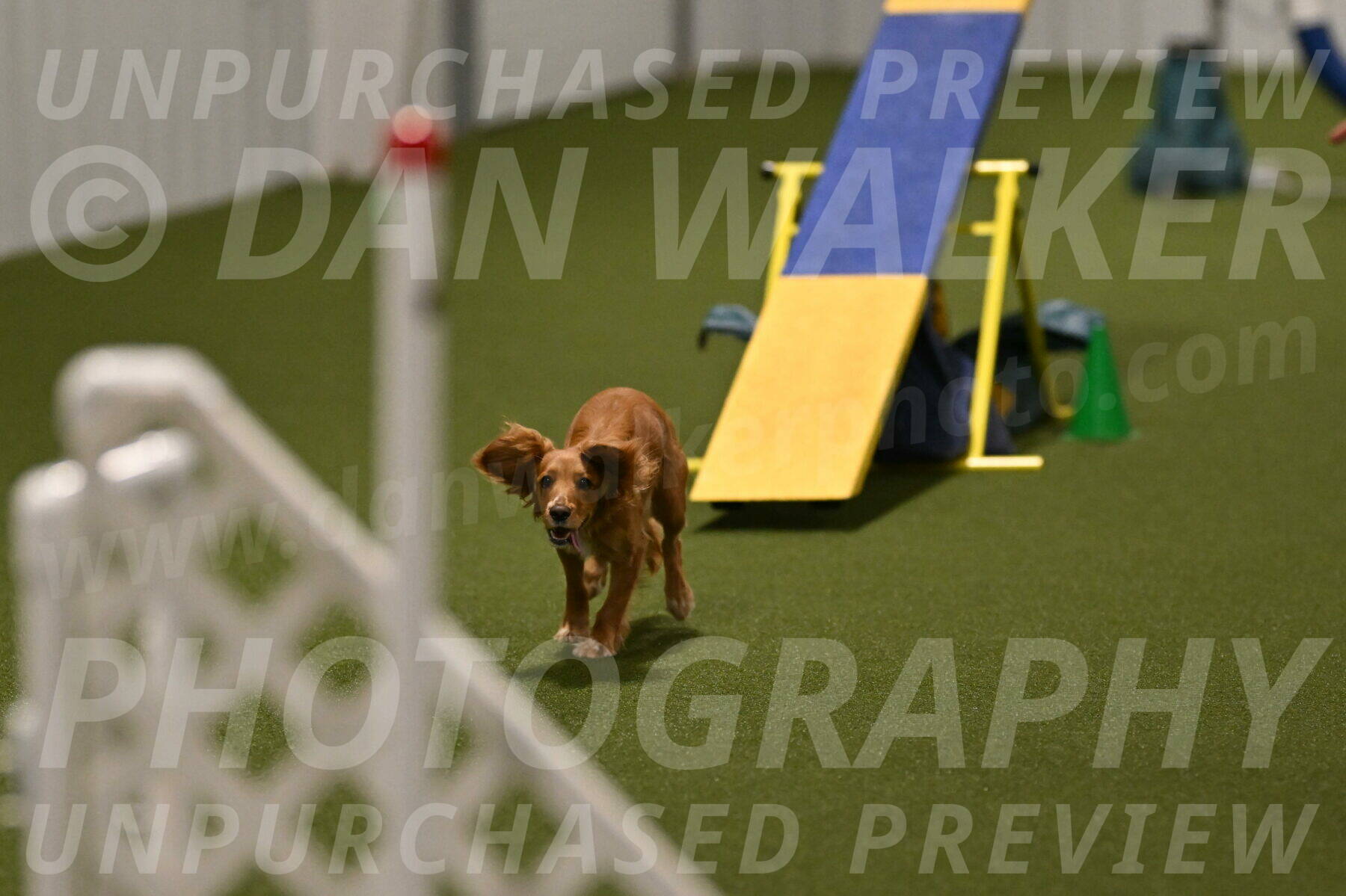 Sparrow-Christina-Coudret-02026