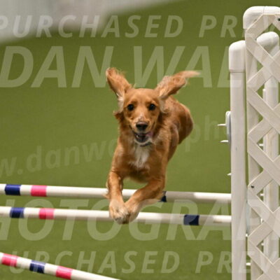 Sparrow-Christina-Coudret-02027