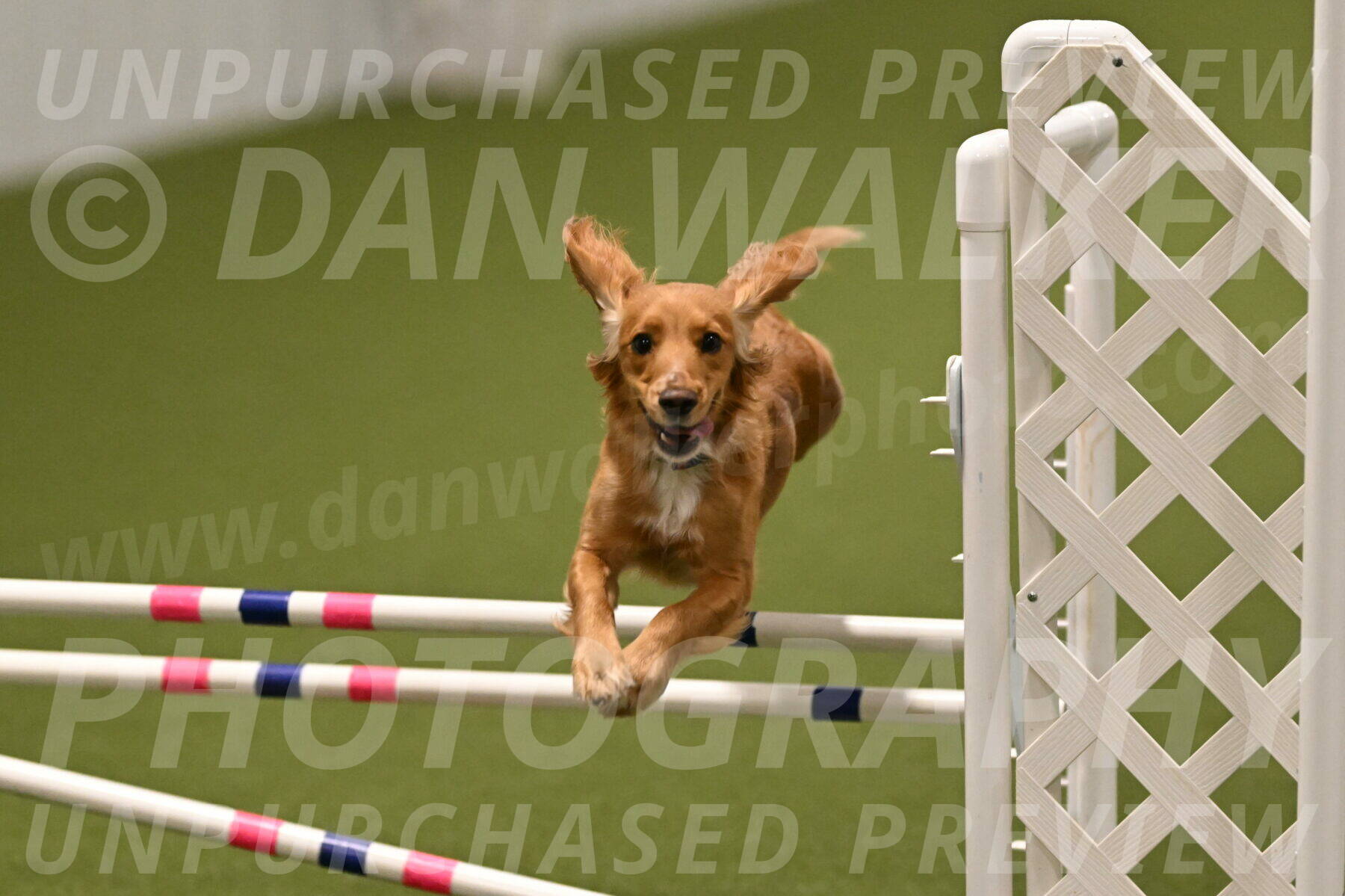 Sparrow-Christina-Coudret-02027