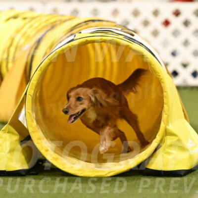 Sparrow-Christina-Coudret-02028