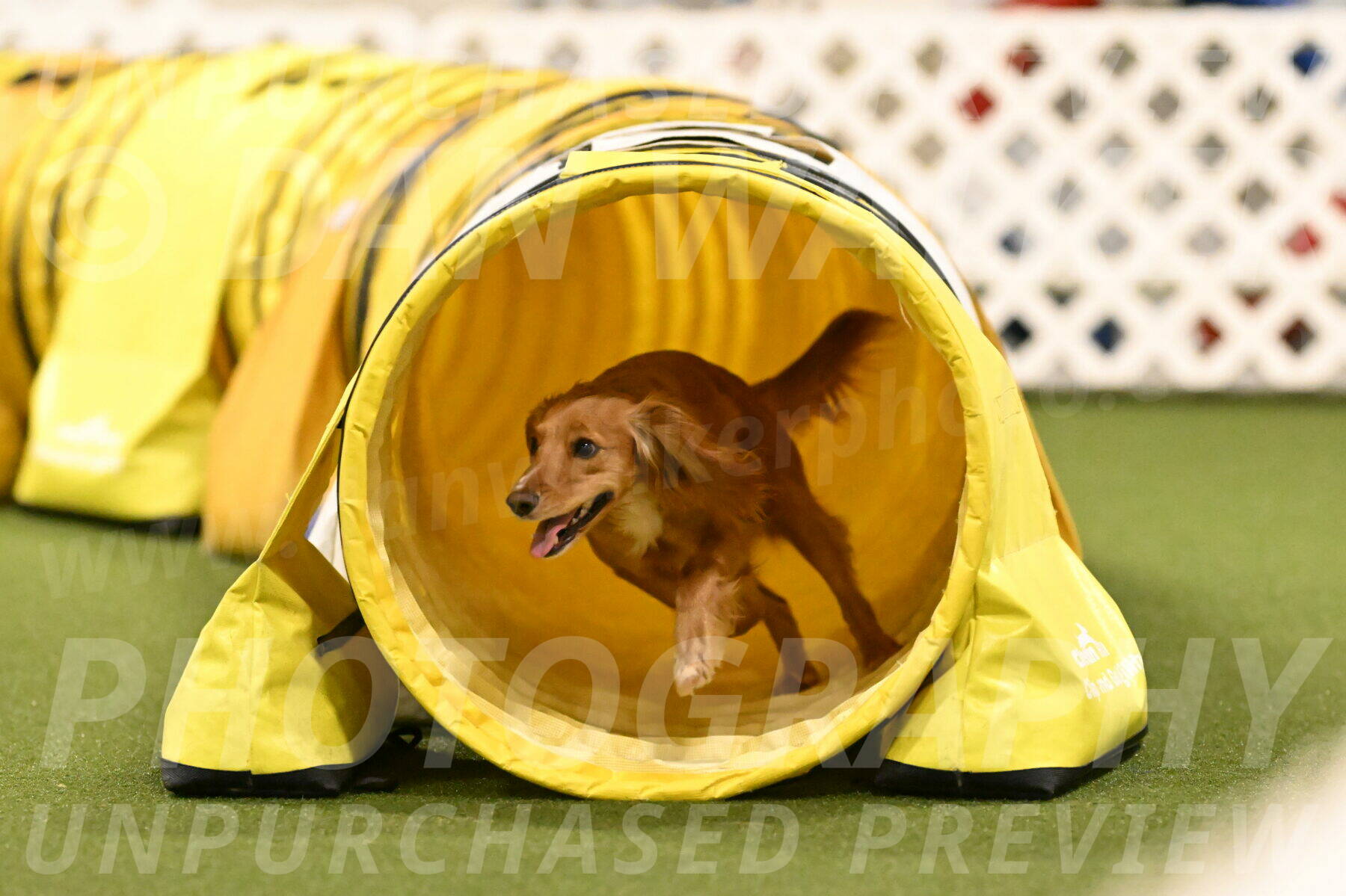 Sparrow-Christina-Coudret-02028