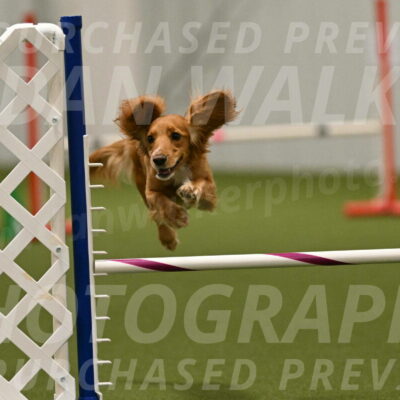 Sparrow-Christina-Coudret-02029