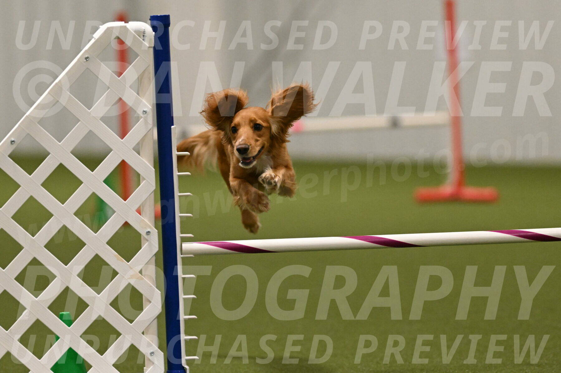 Sparrow-Christina-Coudret-02029