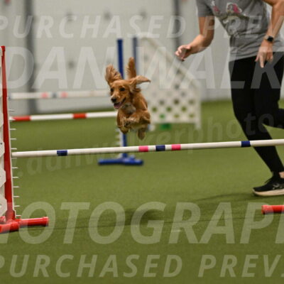 Sparrow-Christina-Coudret-02030