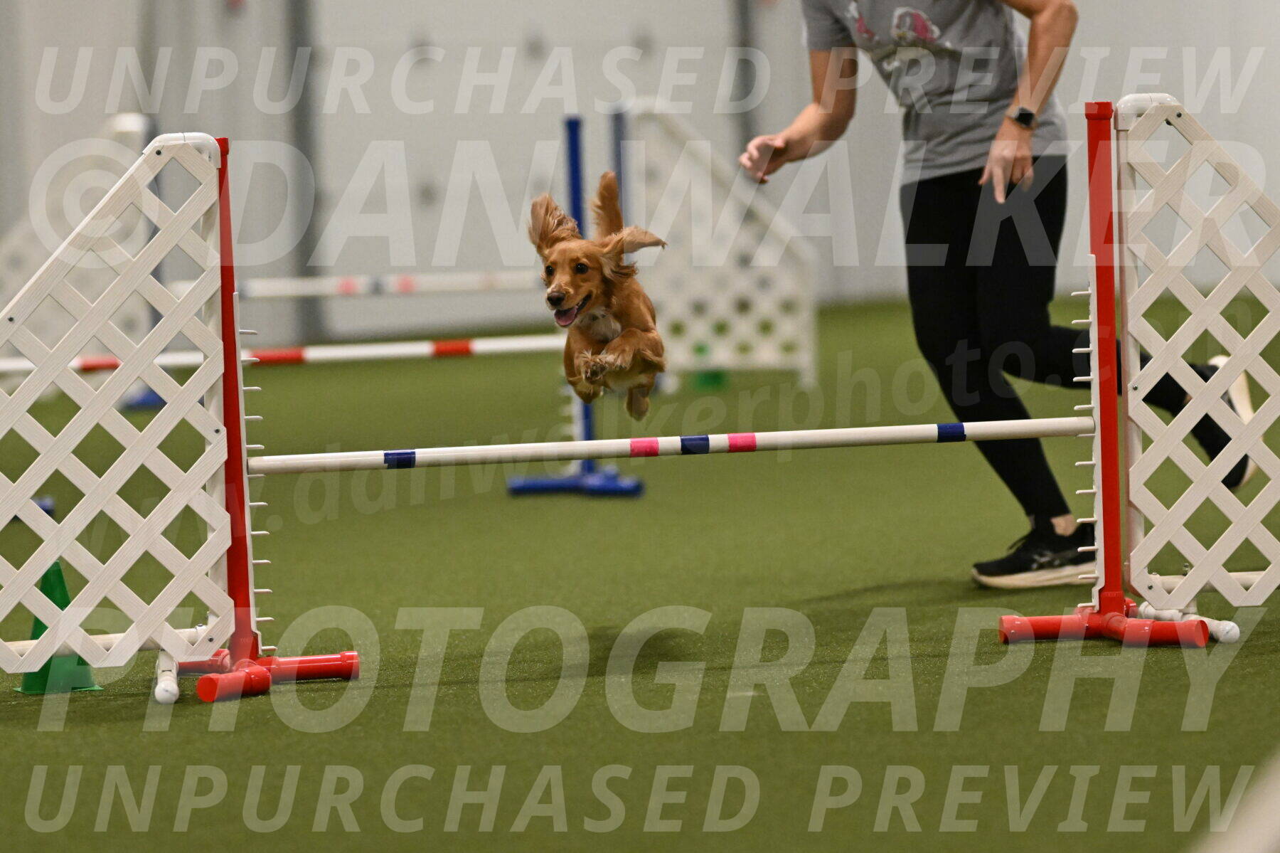 Sparrow-Christina-Coudret-02030