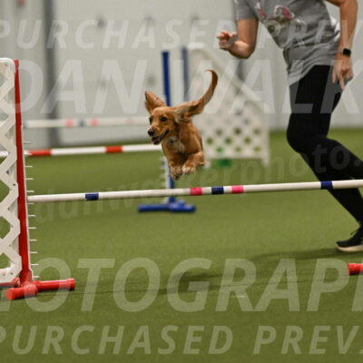 Sparrow-Christina-Coudret-02031