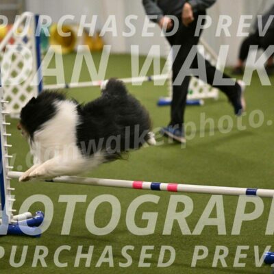 Sting-Susan-Crank-12066