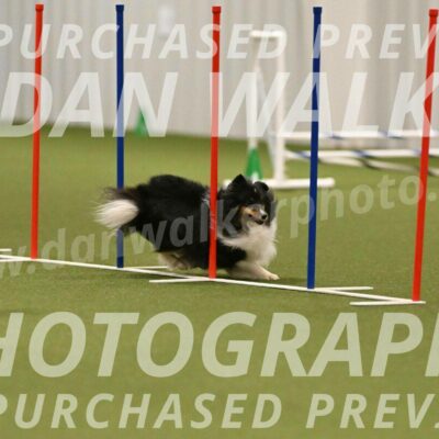 Sting-Susan-Crank-12074