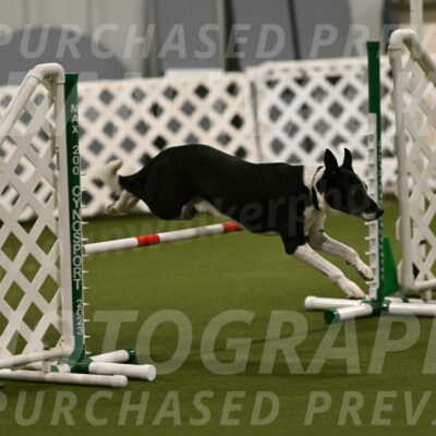 Streak-Marilyn-Sackett-06506